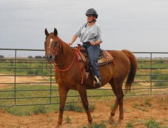 This lady is getting acquainted with a new horse she acquired.