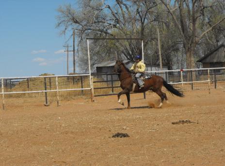 the horse is Tio