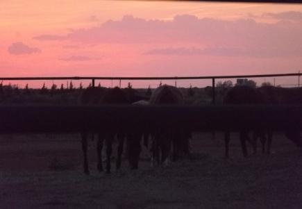 Day is done and feed is out.