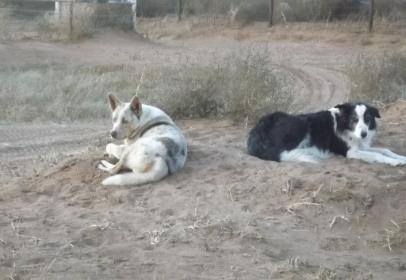 Slinky on the left and Noki on the right.