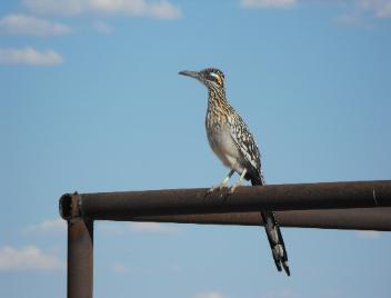 A New Mexico Roadrunner - the state bird -sitting on our  fence.