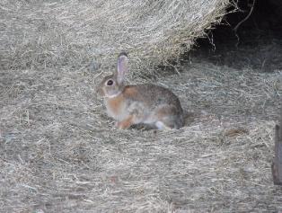 Local wild life.