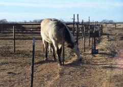 click her to see more horse pictures