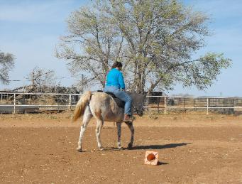 Preparing for some western horse showing.