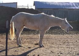click here to go to more horse pictures